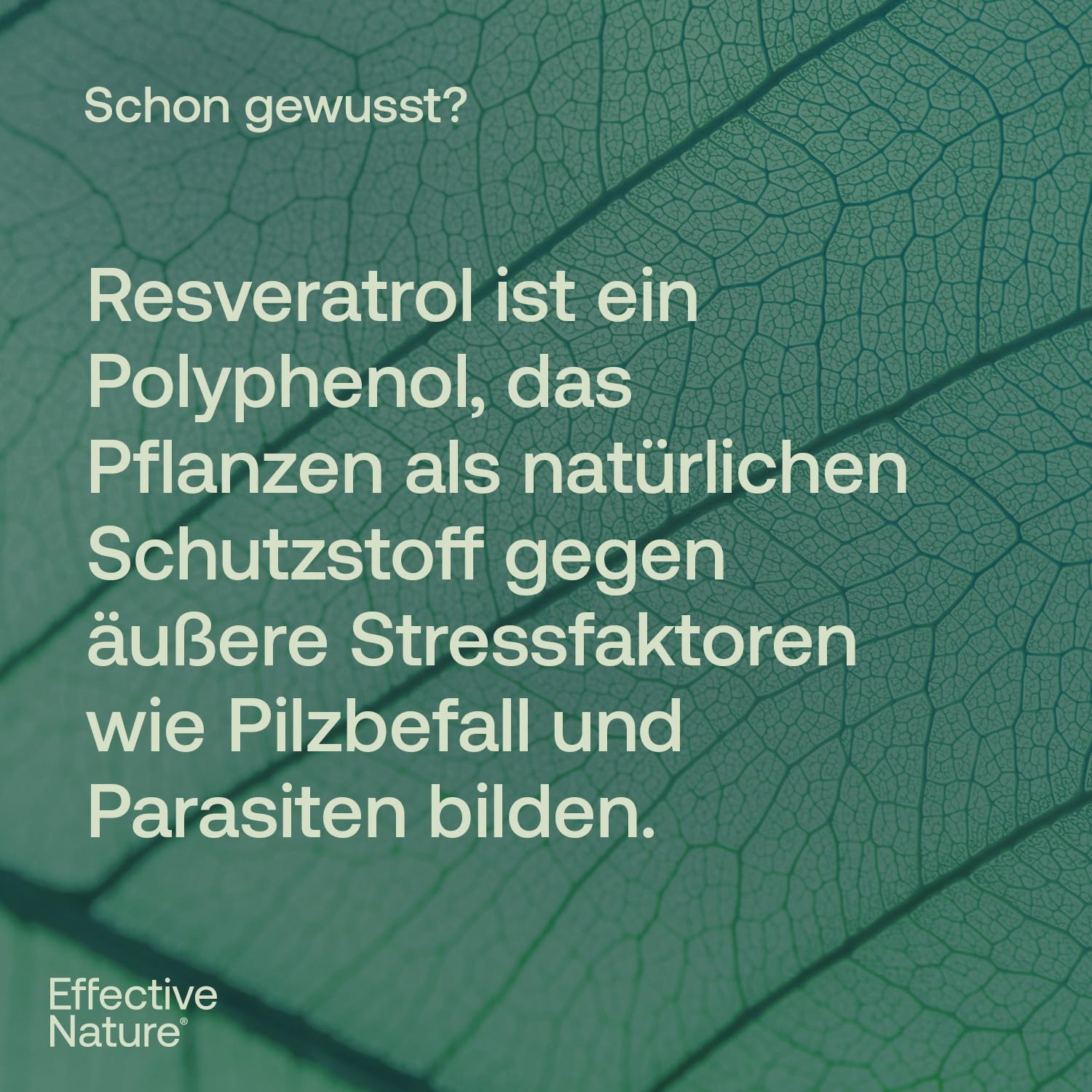 effective-nature-resveratrol-hochdosiert-500-mg-trans-resveratrol-kapseln image 6