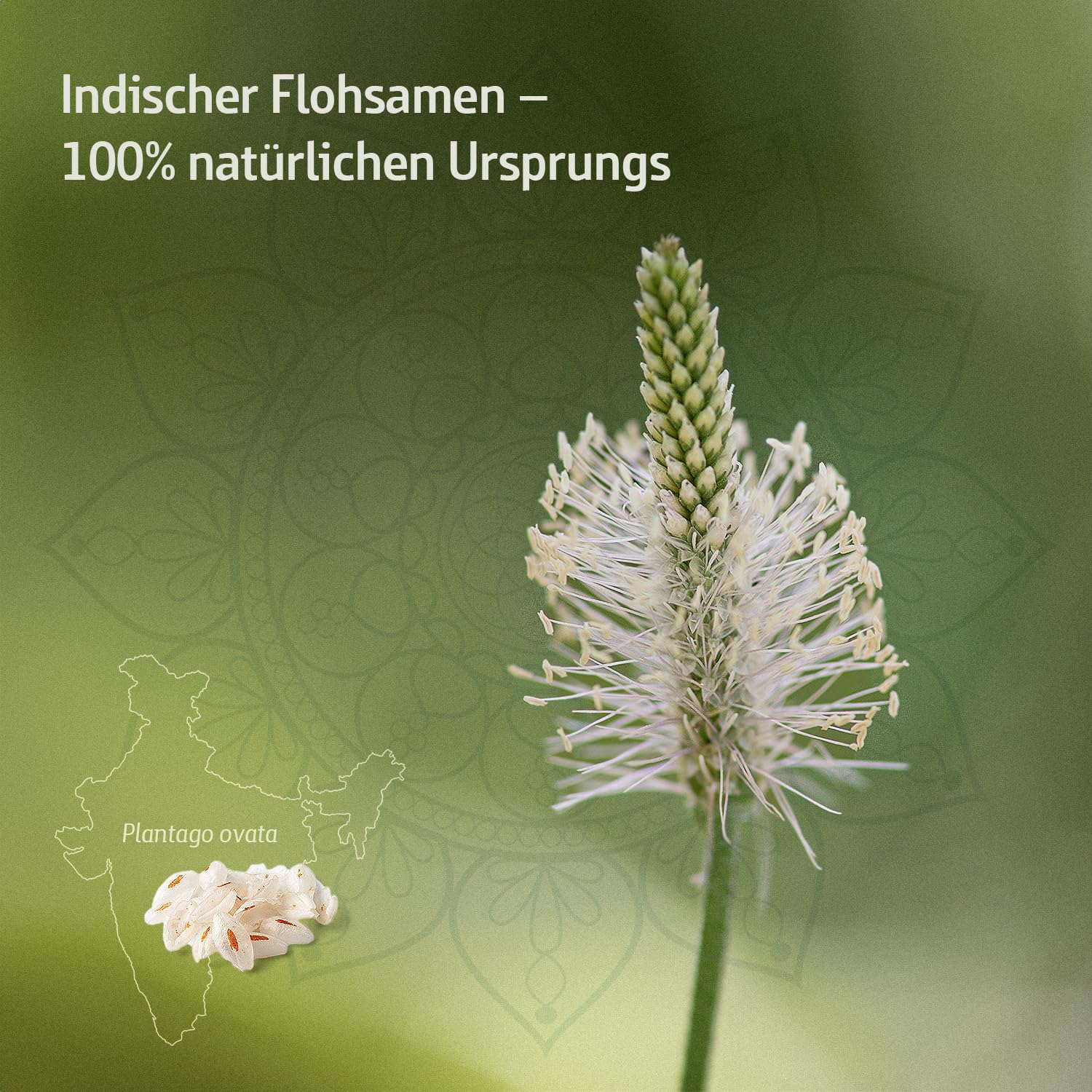 effective-nature-combi-flora-bio-flohsamenschalen-kapseln-psyllium-3600-mg image 4