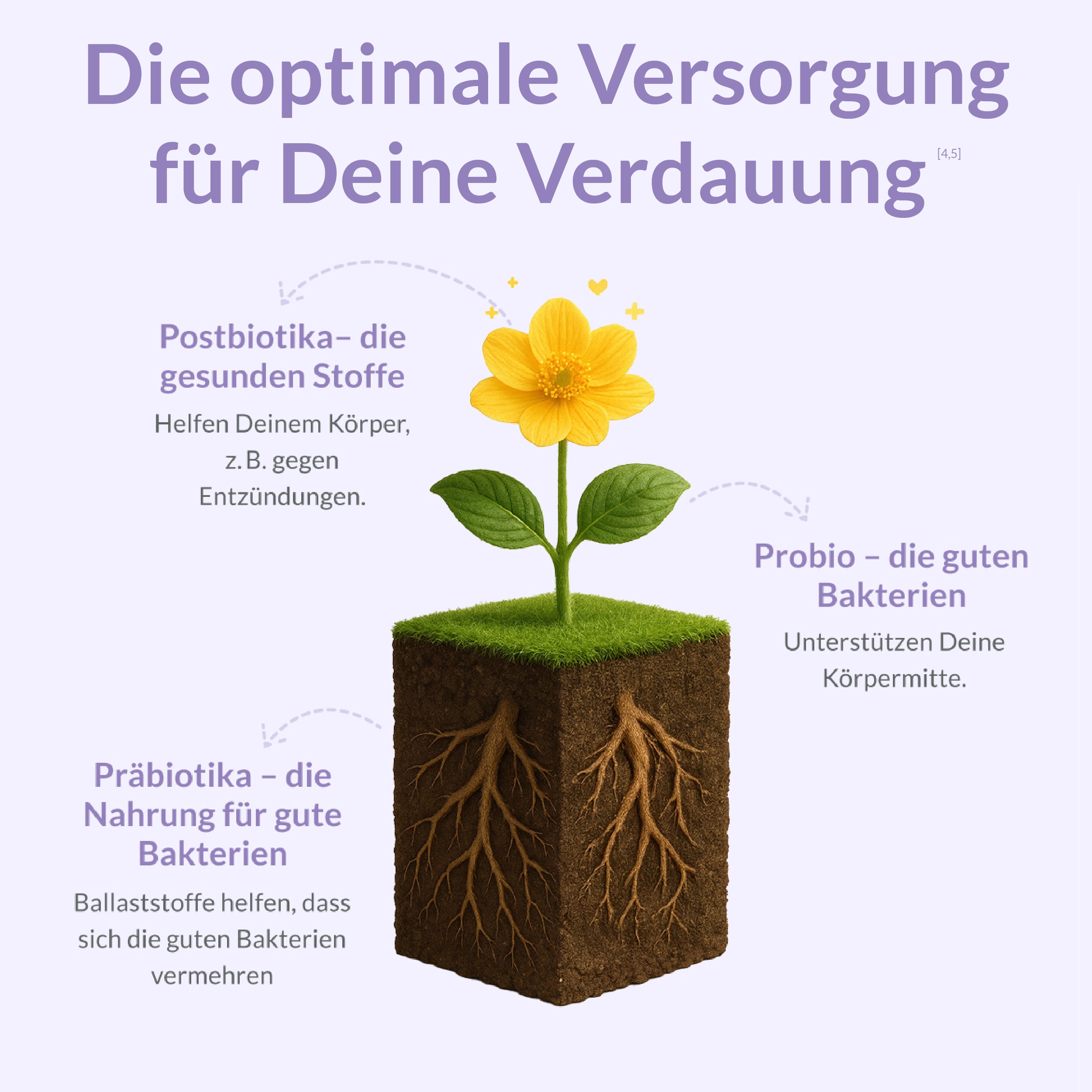 bitterliebe-darm-aufbau-paket-3-in-1-darm-komplex image 5
