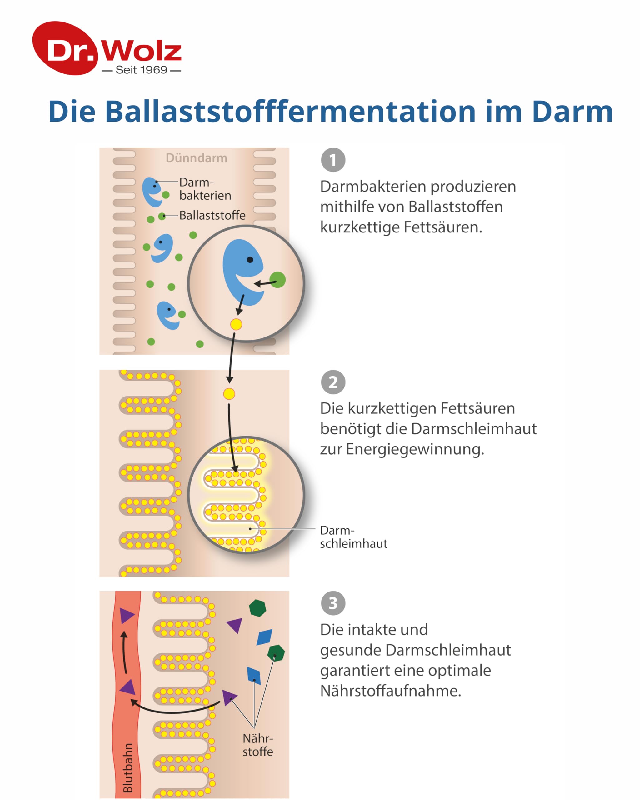 dr-wolz-curabiom-flora-duo-darmkur-20-beutel-40-kapseln image 4