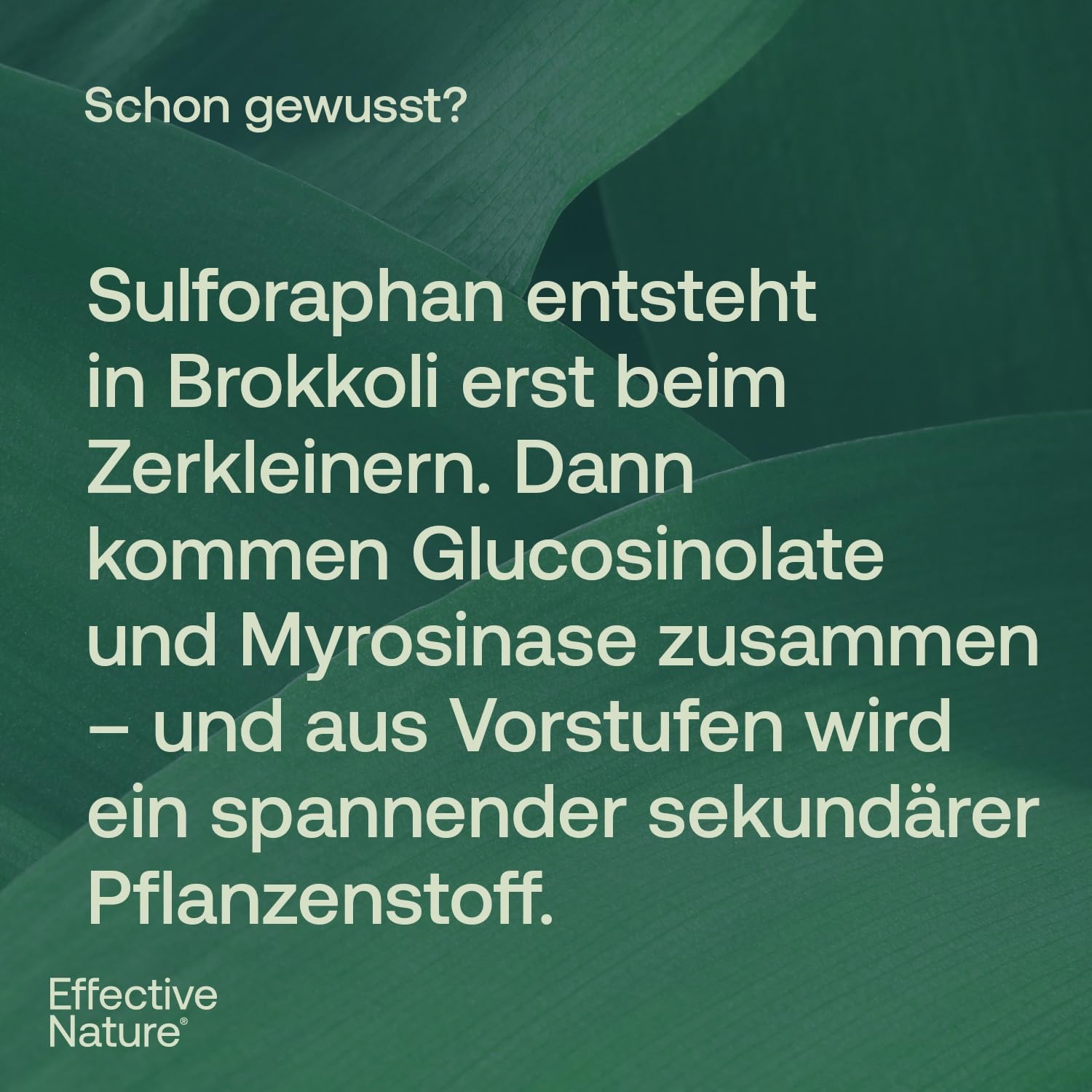 effective-nature-sulforaphan-1000-mg-brokkoli-extrakt-kapseln-hochdosiert image 5