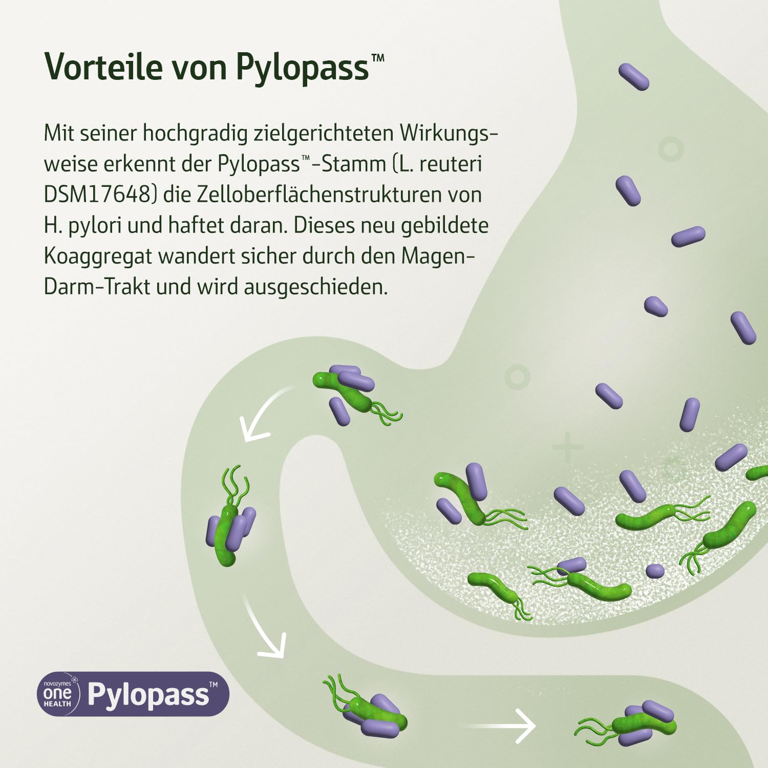 effective-nature-combi-flora-antipylori-mit-pylopass-400-mg-kapseln image 4