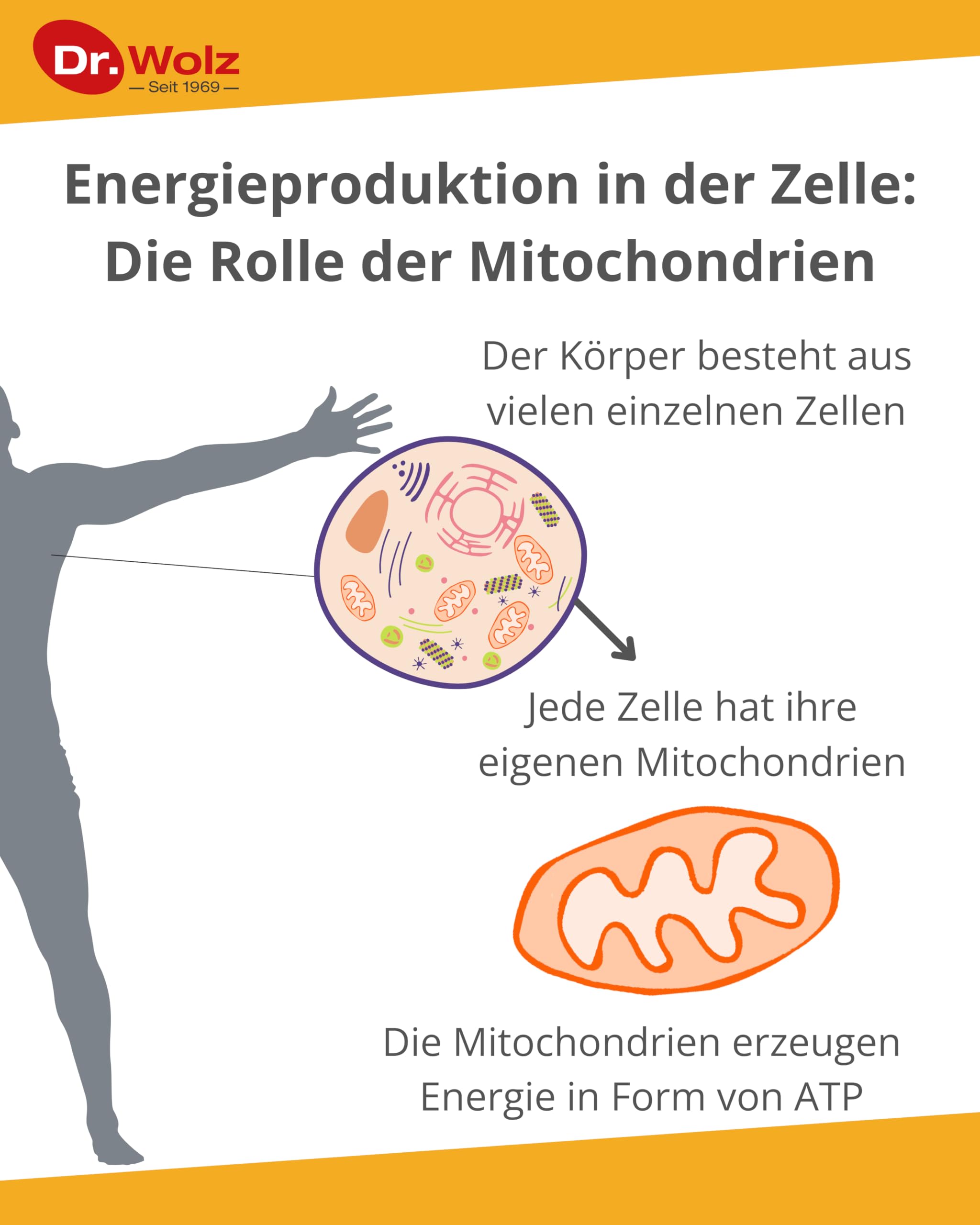 dr-wolz-zell-oxygen-plus-kurpackung-3x250ml-mit-200-mrd-enzym-hefezellen-tag image 4